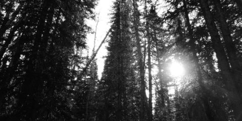 evergreen forest